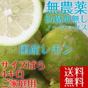 【愛媛県大三島産】送料無料 無農薬レモン【サイズバラ4キロ】国産レモン ホリ田ヤ 訳