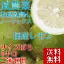 早割予約10%OFF【愛媛県大三島産】送料無料 国産グリーン...