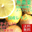 【送料無料】 冷蔵発送 【愛媛県大三島産】無農薬レモン【サイズバラ4キロ】 国産レモ