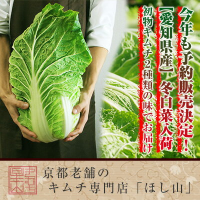 【送料無料】初物キムチ福袋・あっさり白菜キムチ（切漬け500g）・こってり白菜キムチ（切漬け500g）・冬白菜の塩漬け（切漬け150g）※北海道、沖縄への発送は別途600円頂戴いたします。