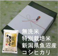 【ギフト】【23年産】無洗米特別栽培米新潟県魚沼産コシヒカリ 5kg