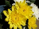 黄輪菊4本セット
