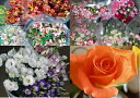 ★お任せのお花(百合以外)★