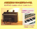 itsۡڤ餯餯̵ֹϤץǥԥ KAWAI CA91(CA-91)꡼2