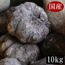平成30年度秋収穫の国産こんにゃく芋 10キロ 業務用にも使える みやままさり こんにゃく芋です