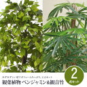 観葉植物 2点セット フェイクグリーン ベンジャミン&観音竹...