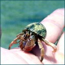 オカヤドカリ スタンダード(約1.5cm〜4.5cm) 自由研究【RCP】 父の日ギフト