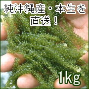 【送料無料】 純沖縄産・本生の直送！【優 海ぶどう1kg】 海ブドウ　プチッと弾ける 【日本の島_名産品】【日本の島_送料無料】【2sp_120314_b】