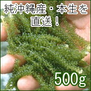 純沖縄産・本生の直送！【優 海ぶどう500g】 海ブドウ　プチッと弾ける 【日本の島_名産品】【2sp_120314_b】