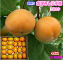 ★東北・関東・信越送料0円★【がんばろう!福島】訳あり 会津...