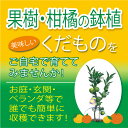 【ポイント2倍】【送料無料】【果樹園直送・代引不可】みかん 金柑 柚子 ライム カボス スダチ 酢橙 レモン 土佐文旦 伊予柑 果樹 柑橘 鉢植え 苗木 苗 家庭菜園 果物 ベランダ ガーデニング ●果樹・柑橘の鉢植え