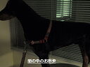 イージーウォークハーネス 反射タイプ