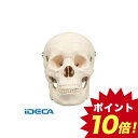 FT31906 頭蓋骨模型 【ポイント10倍】