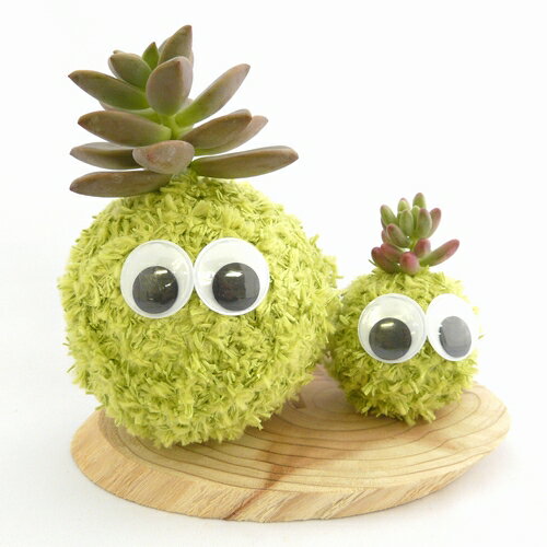 ƥꥢˤǤϤݶ̥˥ޥĥ꡼ϡݶ̡⥹ӡʥ饤ȥ꡼ˡ֥