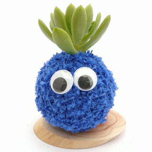 ƥꥢˤǤϤݶ̥˥ޥĥ꡼ϡݶ̡⥹ӡʥ֥롼ˡ󥰥