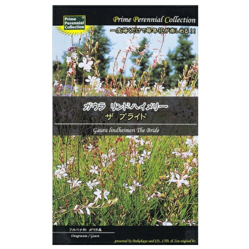 （宿根草）　ガウラ　リンドハイメリーザ　ブライド[二年草 種子 種 多年草 宿根草]