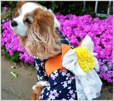 レースリボンの桜浴衣*moscape/XXL・Fサイズ【防蚊防虫抗菌消臭】【iDogアイドッグ国産ドッグウェアキャットウェアペットウェア犬服犬の服猫服猫の服洋服チワワトイプードルなど】