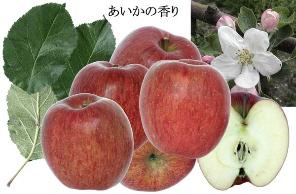 【予約特別価格】【数量限定】霜降りりんご！信州中野産　甘〜いあいかの香り　1個