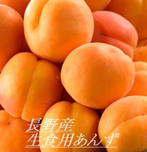 【数量限定・予約販売・生食用】長野産あんず（ハ-コット）約1k