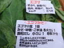 8月ごろより発送!【予約販売】数量限定!健康食材!朝採り新鮮なものを即日発送!寒暖差の中で育った!長野産 エゴマ 100g