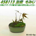 花なもの 458113 プリザーブド 盆栽 もみじ【お取寄せ品】【プリザーブド,母の日ギフト,花,フラワー,盆栽】