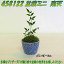 花なもの 458131 プリザーブド 盆栽ミニ 南天【お取寄せ品】【プリザーブド,母の日ギフト,花,フラワー,盆栽】