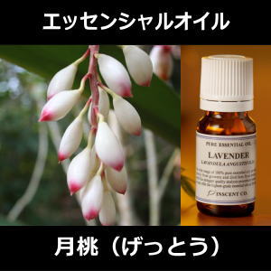 大東月桃　2ml　[沖縄県/大東諸島]〜エッセンシャルオイル[精油/アロマオイル]〜（日本…...:inscent:10006104