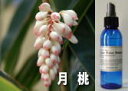 月桃（げっとう）ウォーター[月桃水] 125ml※月桃独特の薬草が焦げたような香りがありますが、慣れると清潔感あふれる香りに感じられるようになると思います。［お一人様2本まで］在庫調整〜半額タイムセール！