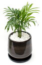 テーブルヤシ 和モダン風ブラックポット観葉植物 モ