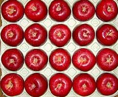【ご予約・産直・送料込】10月下旬発送開始！りんご　レッドゴールド　5kg（20玉）蜜がたっぷりで甘〜い！シャキシャキ、ジューシーなリンゴ。