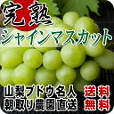 シャインマスカット 大3〜4房約1.8kg●山梨県産●送料無料●産地直送ブドウ