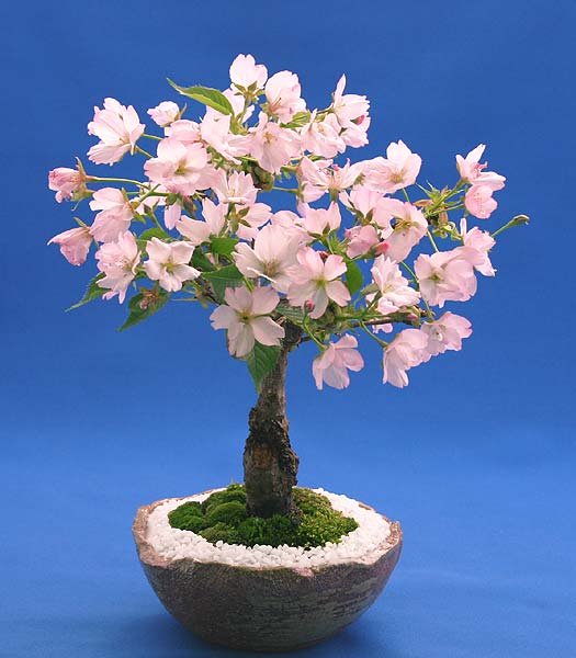 【葉桜】桜の盆栽・旭山（一才桜） ミニ盆栽【苔・石つき】【萬古焼鉢】...:irohabonsai:10000081