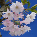 十月桜 盆栽秋と春に開花する桜！ミニ盆栽より風格のあるサイズ