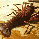 【特大伊勢海老】1尾(700g以上)伊勢志摩和具産【伊勢えび】【長寿エビ】