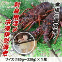 刺身用伊勢海老 活〆 180g〜220g 1尾 中サイズ [...
