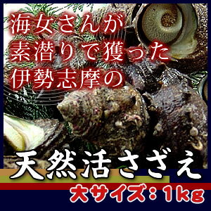 天然活さざえ　特大サイズ　1kg　5個　180g〜250g [さざえ]...:isemaruka:10000040