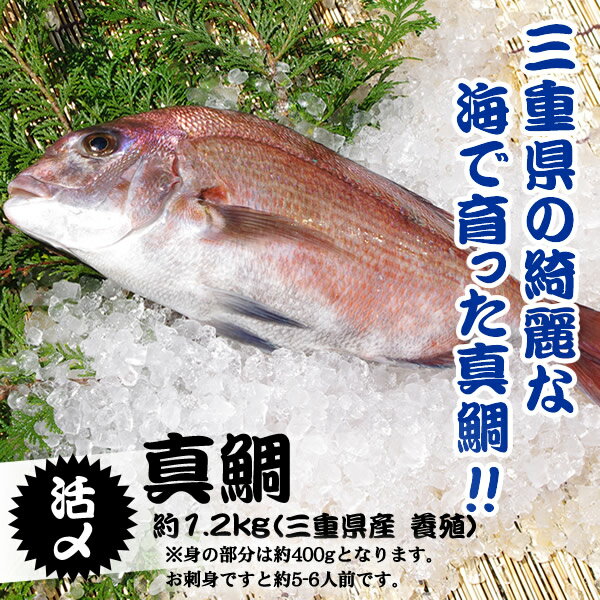 活〆　真鯛　1枚　約1.2kg（三重県産　養殖）...:isemaruka:10000064