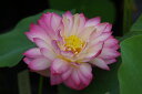 玉楼人酔 10号浅(30cmポット) 開花及び開花見込み株【花蓮、花ハス】【茶碗蓮】【好日性宿根草】【送料無料】