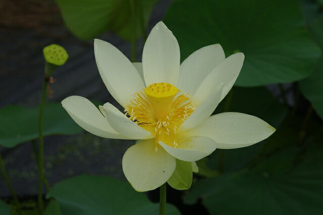 アネモネ バージニアナ