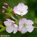 桜 苗 御殿場桜(ゴテンバザクラ) 5号(15cm) 【盆栽素材】【春の花木】