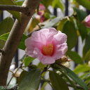 椿 有楽(太郎冠者) 4年生株 【半日陰〜好日性植物】【椿苗 椿 苗木 ツバキ】【茶花】【盆栽素材】【花木】