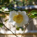 椿 苗 加茂本阿弥(窓の月) 3年生挿木苗 3号(9cmポット) 【半日陰〜好日性植物】【椿苗 椿 苗木 ツバキ】【盆栽素材】【茶花】【花木】