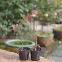 盆栽素材 ヤマモミジ(イロハモミジ) 2.5号(7.5cm) 【ミニ 盆栽 苗】【苔玉素材】【小山飾り素材】(紅葉 もみじ いろはもみじ イロハ紅葉 伊呂波紅葉)(山もみじ 山モミジ 山紅葉)