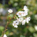 桜 苗木 富士桜 湖上の舞(B) 3号(9cm)(長期化成肥料付) 【盆栽素材・小品盆栽】【苔玉】【フジザクラ・豆桜】