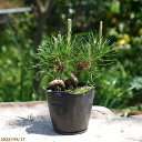 三河クロマツ(黒松)(2株植え) 3号 【おしゃれな盆栽素材】【苔玉素材】【小山飾り素材】