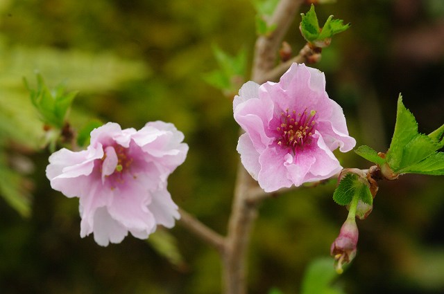 富士桜　日の出八重　3号樹木・花木・盆栽