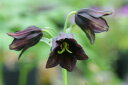 春の山野草 クロユリ 3号深(9cmポット)【高山植物】【山草系球根】【日陰の植物】
