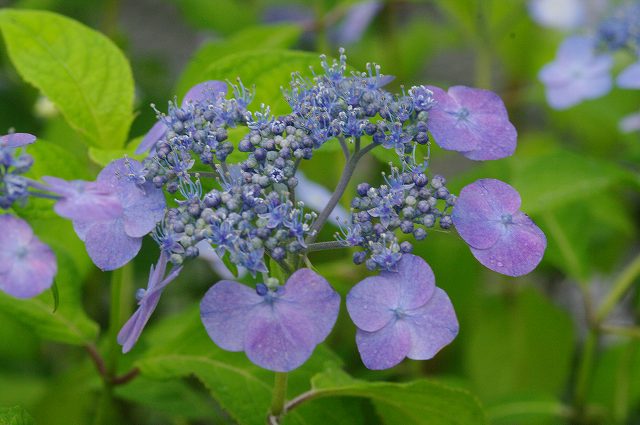 ヤマアジサイ　余呉の丸　3号樹木・花木・盆栽