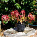 モミジ 垂れ紅葉(しだれもみじ) 3号【花木・樹木】【盆栽素材】【ミニ 盆栽 苗】【苔玉素材】【小山飾り素材】
