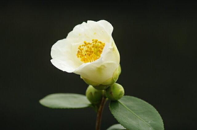 【椿・ツバキ】　白玉　2年生挿木苗　3号(9cmポット)　【好日性植物】【花木】【盆栽素材…...:ishidaseikaen:10001934